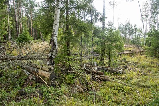 Ennallistettua talousmetsää